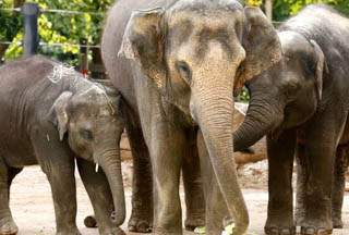 Melbourne Zoo visit